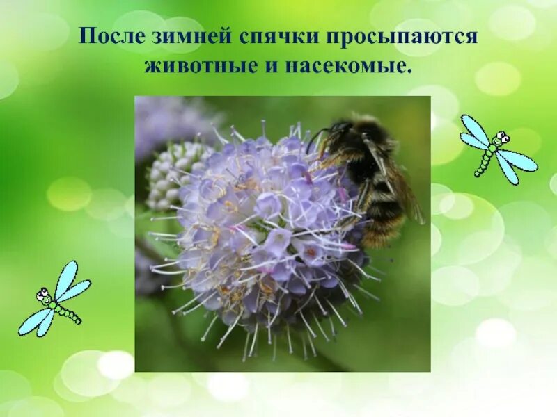 Какие насекомые просыпаются весной. Весной просыпаются насекомые. насекомые после зимней спячки. насекомые просыпаются весной картинки для детей. когда после зимы просыпаются насекомые.