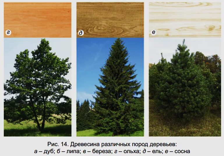 Как отличить деревья. Ель пихта сосна кедр лиственница отличия. Ель сосна кедр пихта. Разница древесины лиственница сосна кедр ель. Ель пихта сосна кедр лиственница.
