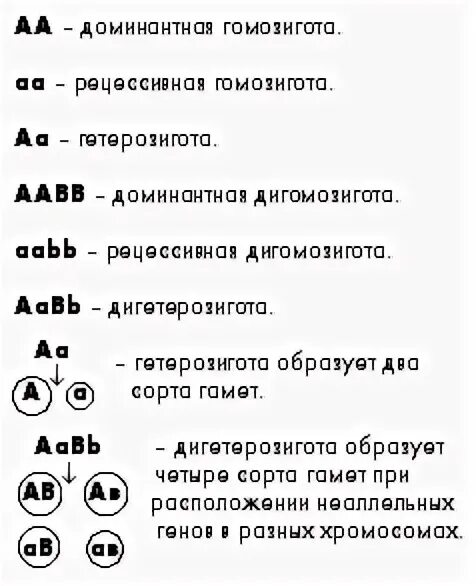 Дигомозигота. Рецессивная дигомозигота. Дигомозигота и дигетерозигота. Рецессивный дигомозигоиа.