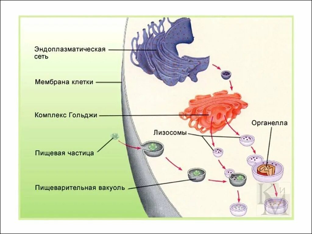 Функции лизосом эукариотической клетки. Органоиды клетки лизосомы. ЭПС аппарат Гольджи лизосомы. Пищеварение клетки аппарат Гольджи. Рисунок лизосом клетки