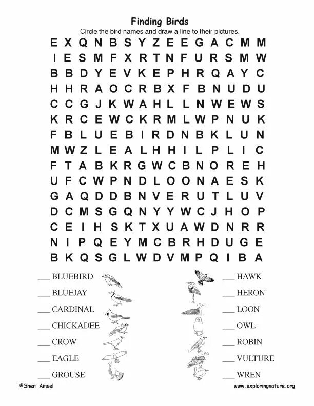 Найти слово птицы 3. Birds Wordsearch. Bird Word. Australian Birds Word search Puzzle ответы. Word search Angry Birds.