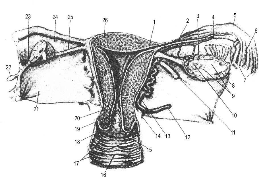 Придатки матки анатомия. Перешеек матки анатомия. Женские половые органы трубы
