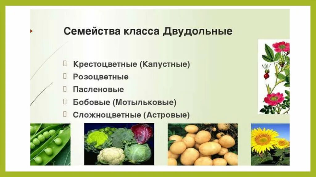 Человек разводит овощные культуры семейства пасленовые