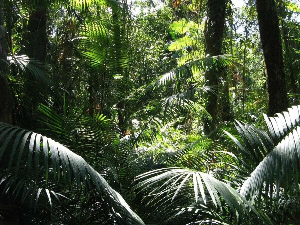 Экваториальные леса австралии. Тропические леса амазонки в бразилии. Дождевые леса восточного побережья австралии. Экваториальные леса австралии. Лес дейнтри австралия.