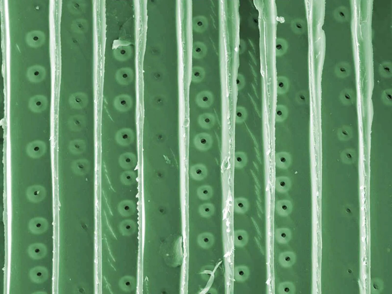 Трахеиды ткани растений. Ксилема микрофотография. Трахеиды сосны под микроскопом. Трахеиды растений под микроскопом. Сильно вытянутые клетки