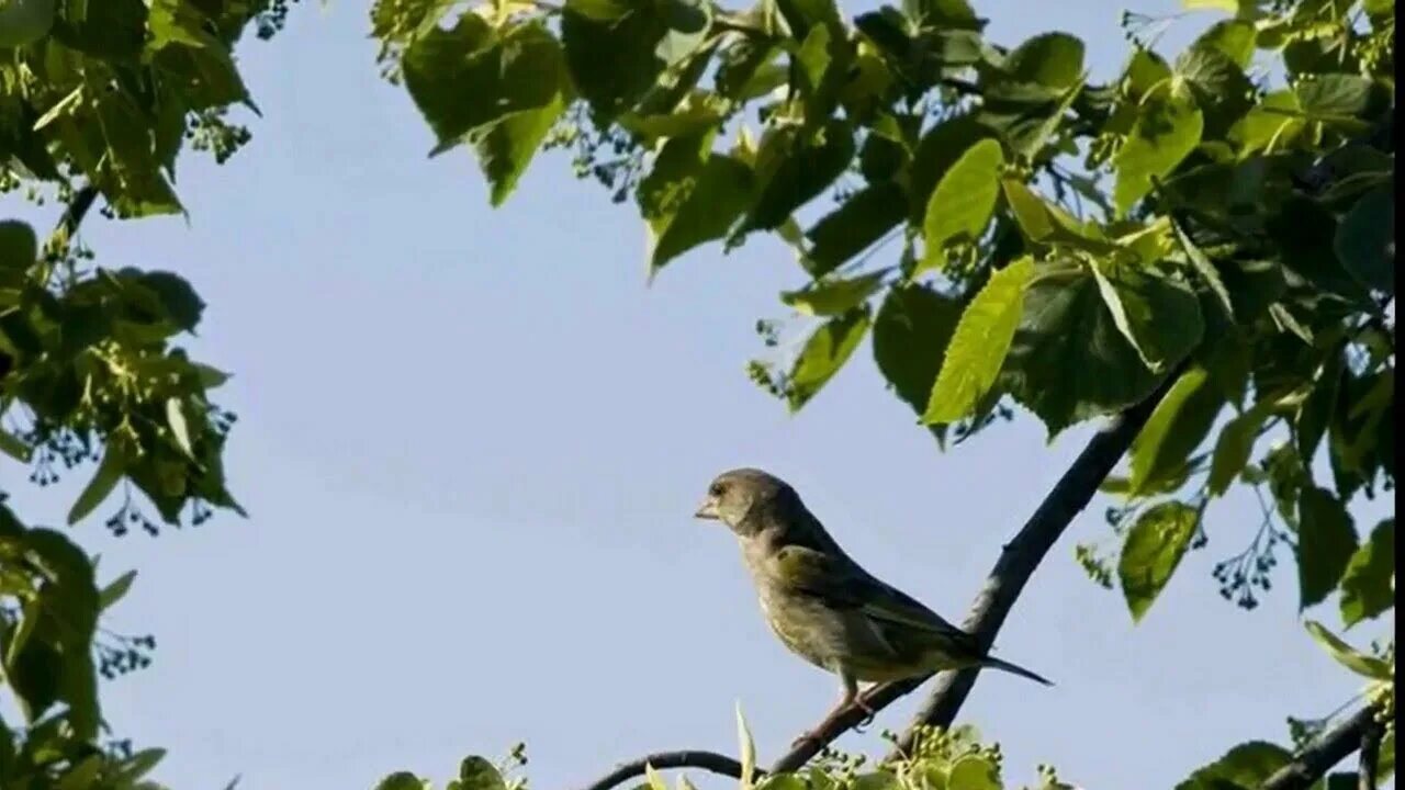 За окном поют соловьи