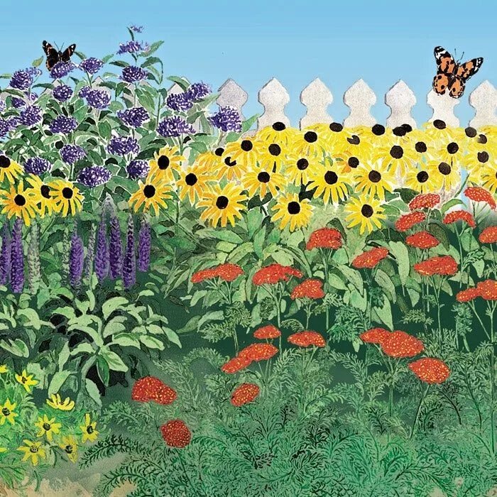 Природное сообщество огород. Бабочка цветок многолетник садовый. Сообщество сад рисунок. Рисование природные сообщества сад огород.