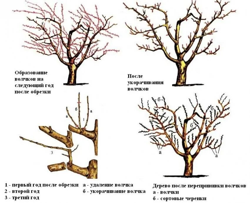 Можно ли обрезать сухие ветки. Волчки на яблоне. Яблоня волчки плодовую ветку. Обрезка плодовых деревьев яблонь. Ветки волчки на яблоне что это.