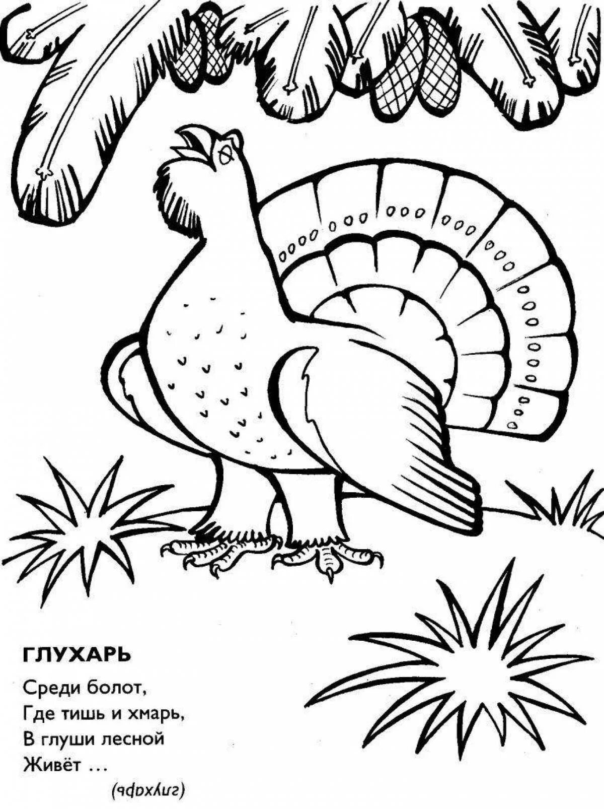 Рисунок глухарки. Глухарь раскраска. Глухарь раскраска для детей. Тетерев раскраска для детей. Глухарь птица раскраска.