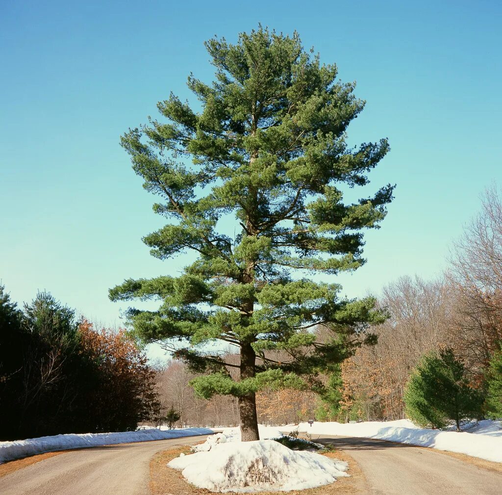 тонкая сосна. сни. тонкая сосна. корабельная сосна дерево. сосновый вертун сосны обыкновенной.