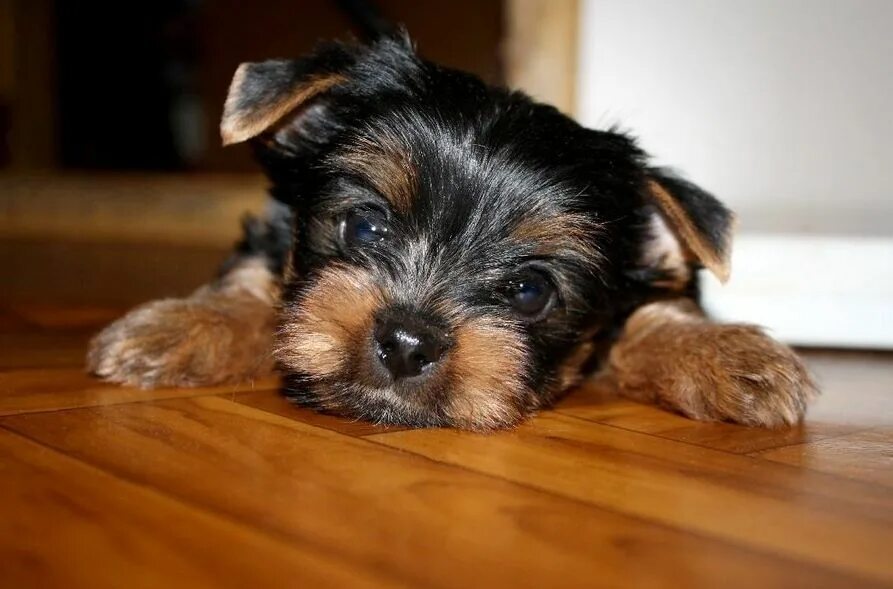 владивосток йорк