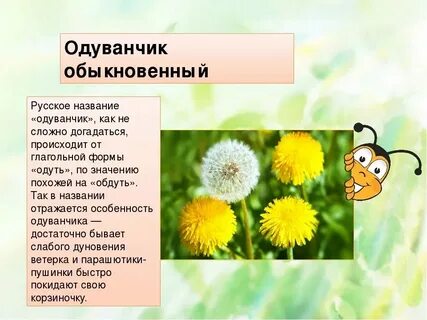 Систематическая группа растений одуванчик
