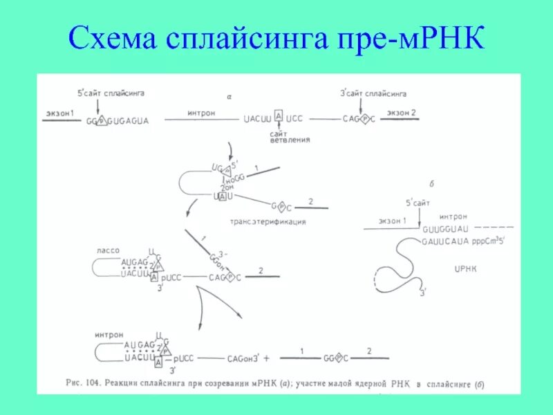 Схема процессинг м РНК. Матричная РНК схема. Схема сплайсинга пре-МРНК. Схема сплайсинга РНК.