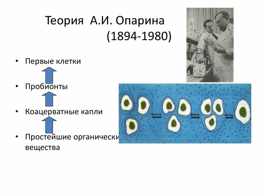 Коацерватная гипотеза. Теория Опарина 1894 -1980. Белково-коацерватная теория Опарина. Коацерватная теория Опарина и Холдейна. Теория коацерватных капель.