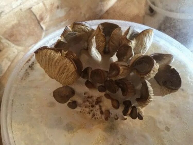 Гриб на кофейной гуще. Грибы растут на кофе. Осиновый груздь (lactarius controversus). Вешенка на картоне. Грибы выращивание на кофейной гуще.