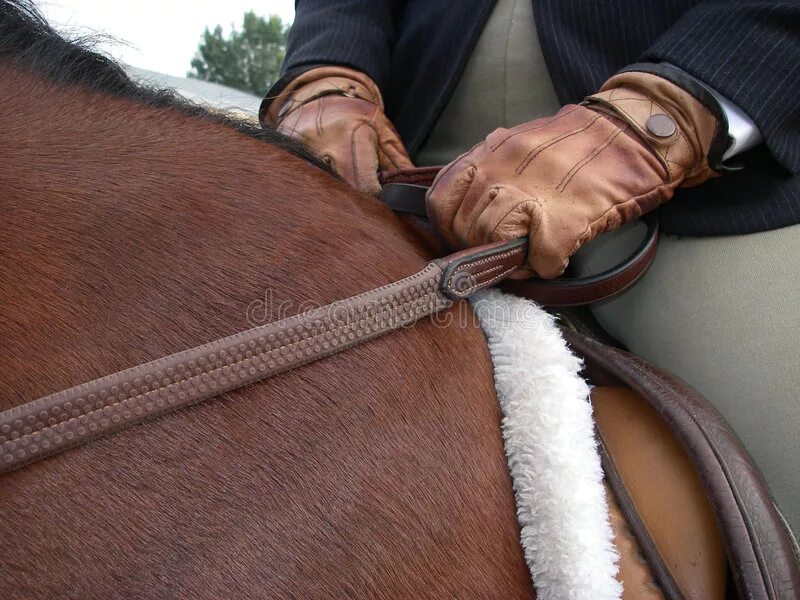 Гонит всадник коня держится за поводья смотрит. Поводья для лошади. Руки с поводьями для лошадей. Всадник держит поводья. Поводья для лошади держать.