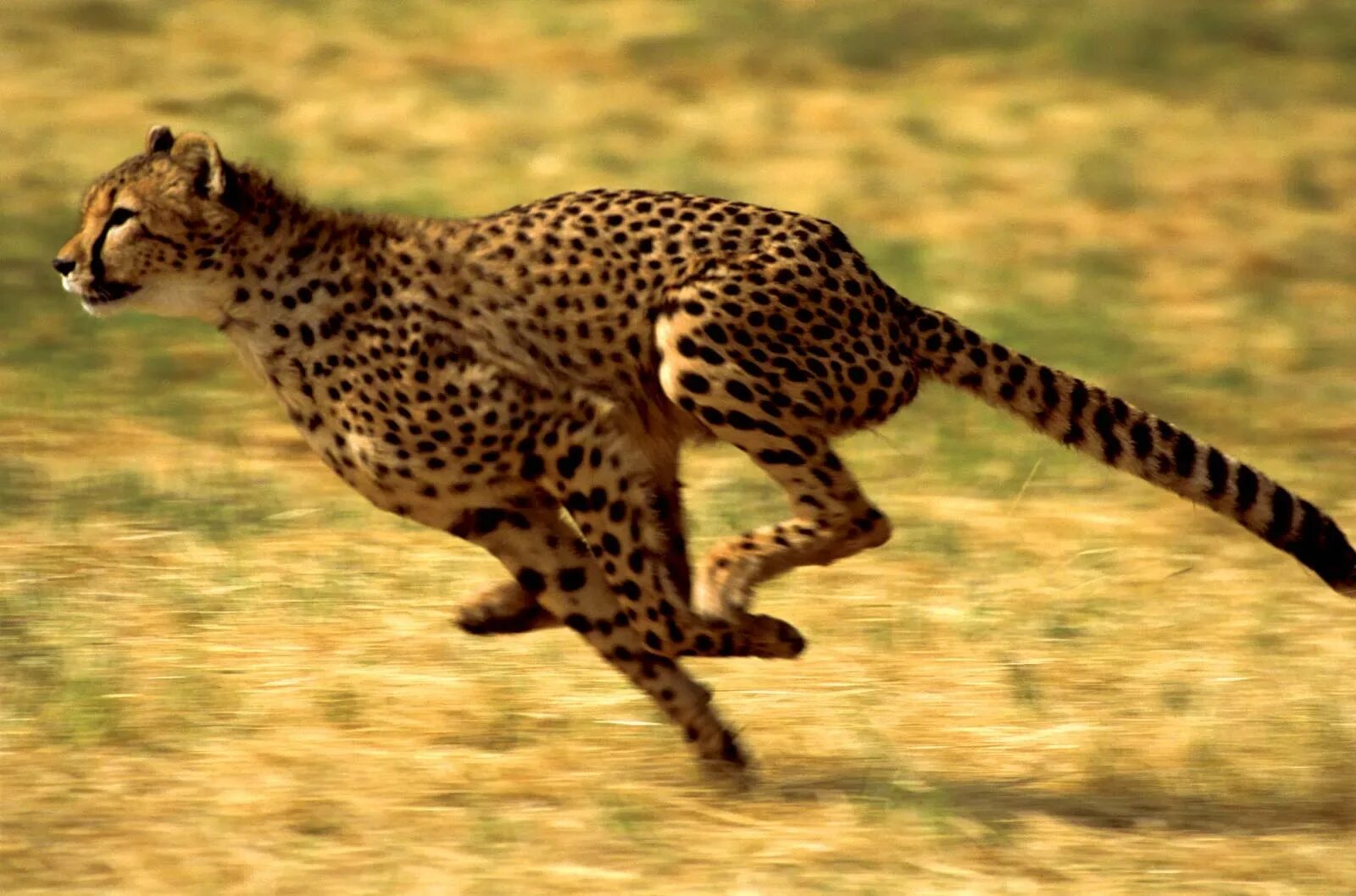 Leopards run runs fast
