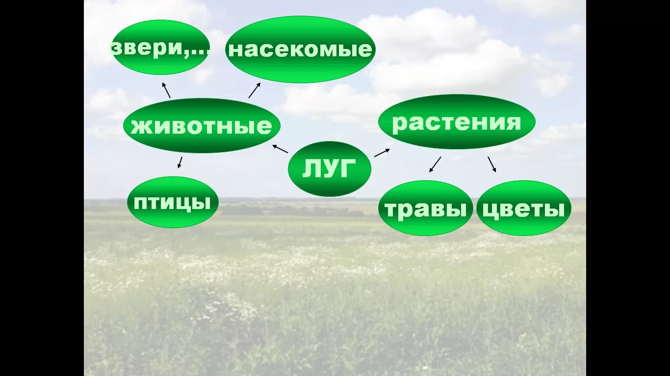 Природные сообщества 3 класс окружающий мир тема. Растительное сообщество луг. Природные сообщества. Луг окружающий мир 3 класс. Природное сообщество Луга.