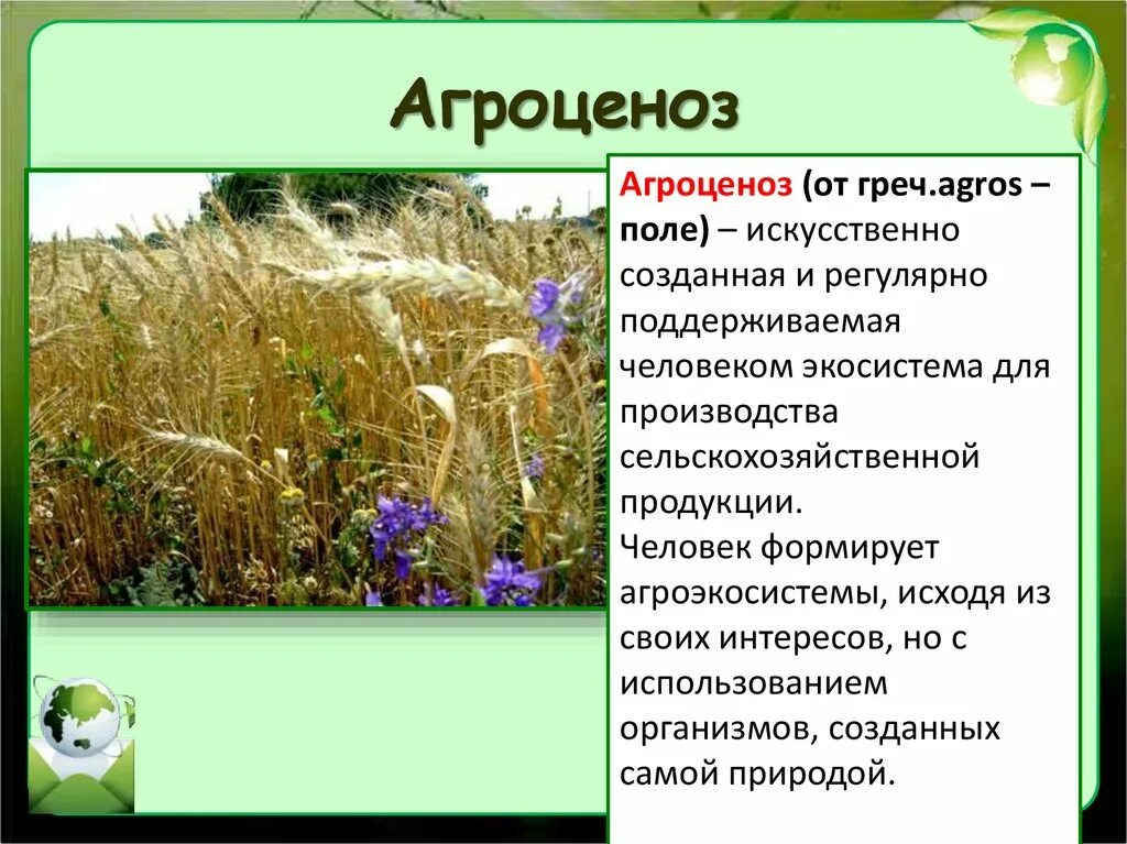 5 агроценоз. Агроценоз. Поле искусственная экосистема. Агроценозы искусственные биогеоценозы. Агроценоз презентация.