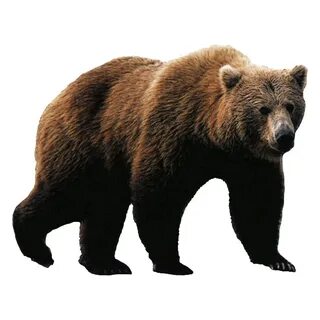 Медведь картинка без