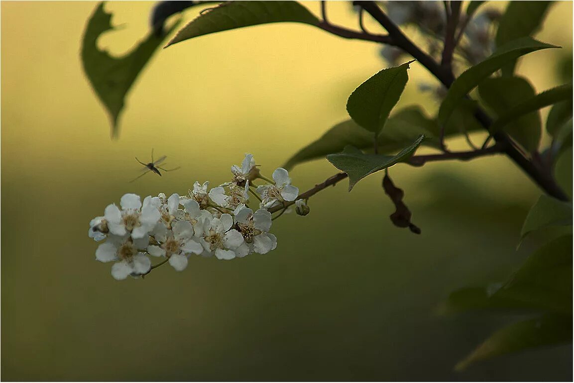 Когда цветет черемуха рассказ на дзен. Когда цветет черемуха. Черемуха серебристая. Цветущая черемуха в иркутске. Народные приметы о черемухе.