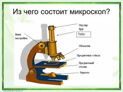Микроскоп строение и описание 5 класс