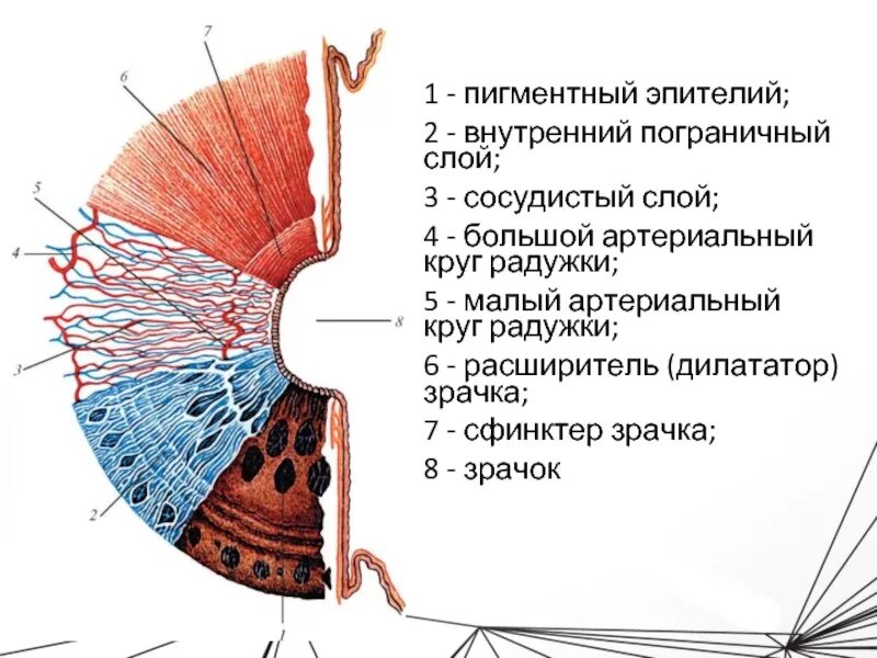 Особенности строения радужки глаза. Послойное строение радужки. Сосудистая оболочка строение глаза анатомия. Радужка зрачок строение. Строение глаза зрачок радужка.