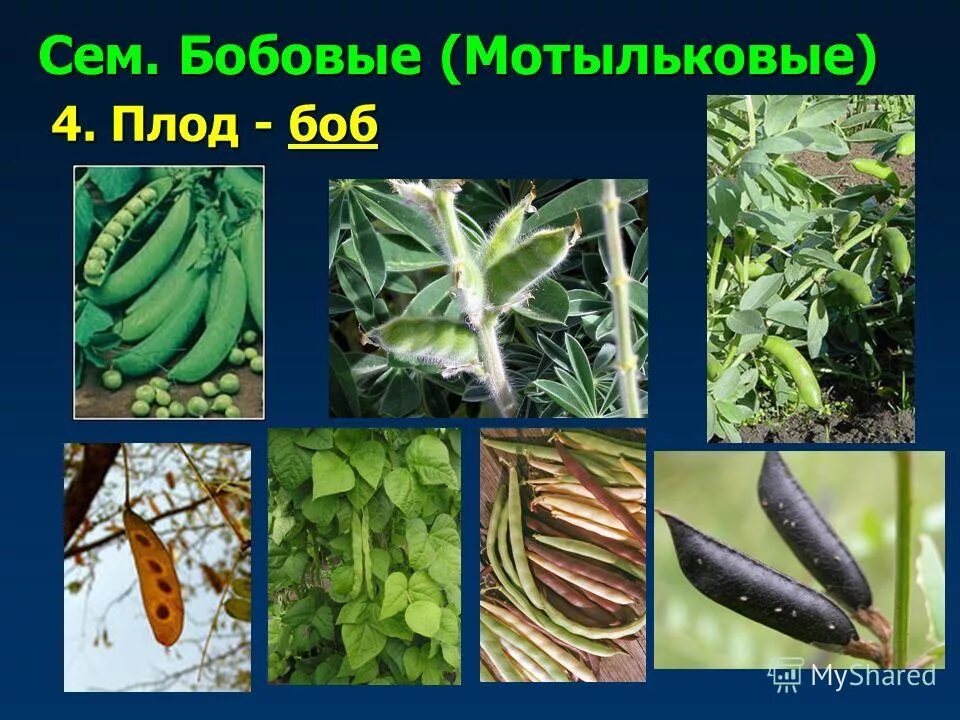 Боб у каких растений. Плод боб. Сухие многосемянные плоды стручок. Боб у каких растений. Мотыльковые растения плод фасоль.