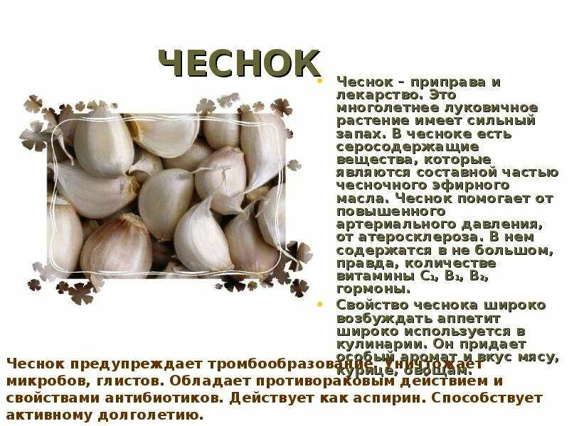 Имеет сильный запах. Чеснок лекарство. Чеснок описание растения. Составные части чеснока. Интересные факты о чесноке.