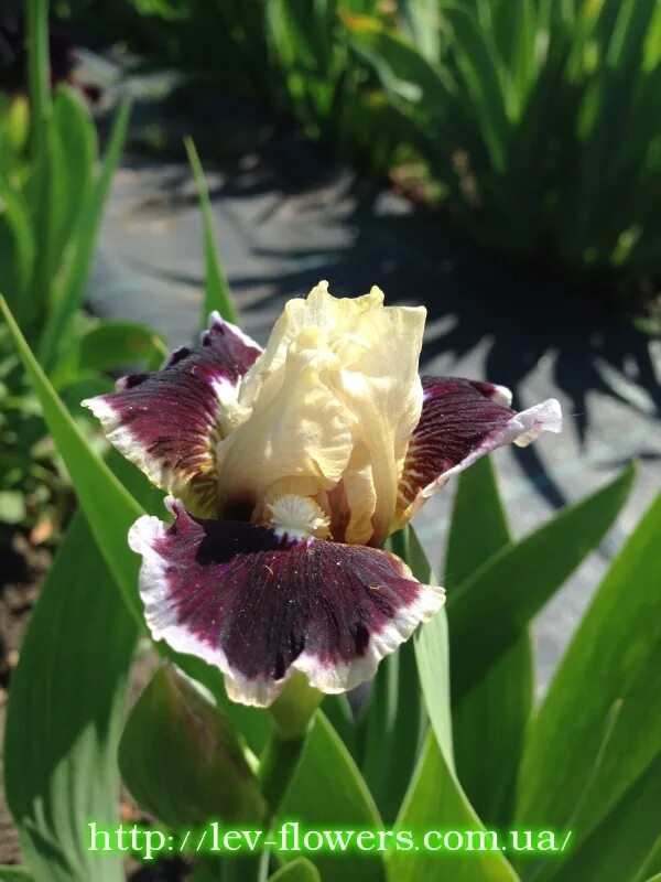 Iris 9