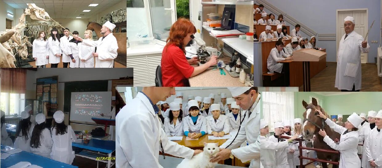 вузы петербурга специальности. вузы петербурга специальности. 1мед медицинский университет павлова. институт герцена ргпу. мед институт питер павлова внутри.