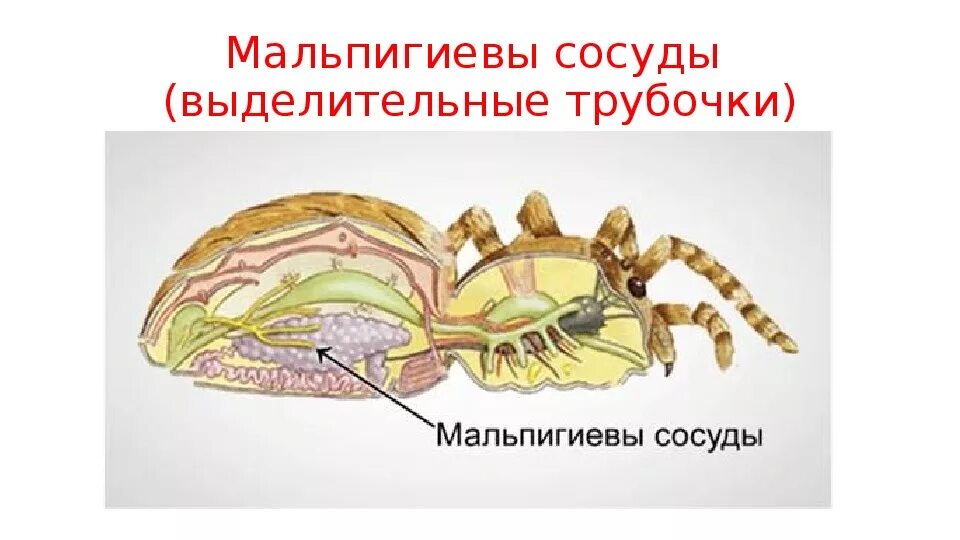 Какой класс имеет мальпигиевы сосуды. Мальпигиевы сосуды паука. Мальпигиевы сосуды у паукообразных. Коксальные железы и мальпигиевы сосуды. Членистоногие мальпигиевы сосуды.