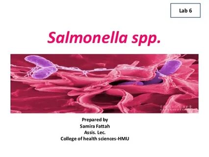 Salmonella spp