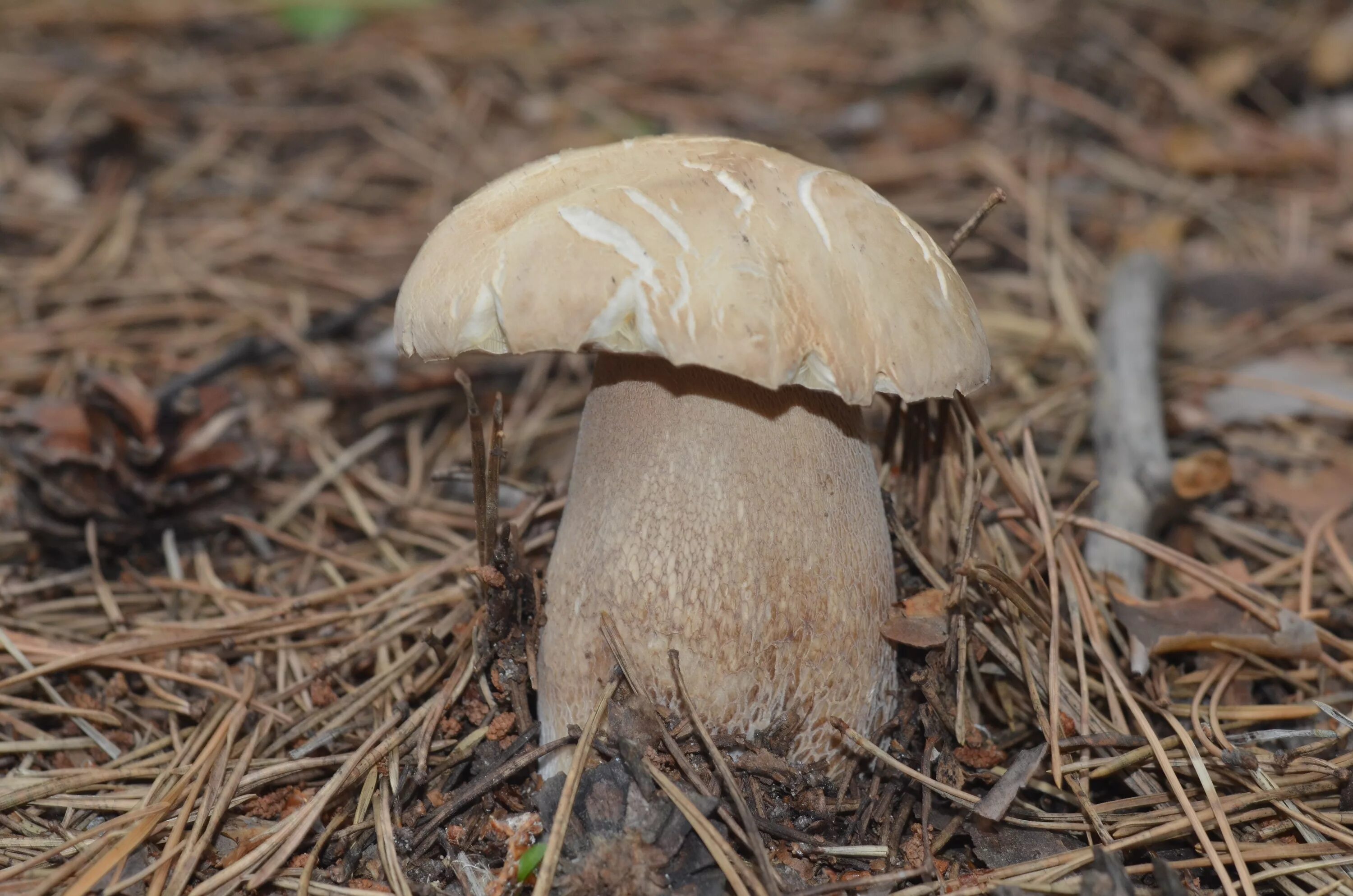 Колосовик гриб фото. Гриб колосовик фотографии. Tylopilus felleus. Белый гриб колосовик. Белый гриб еловый фото.