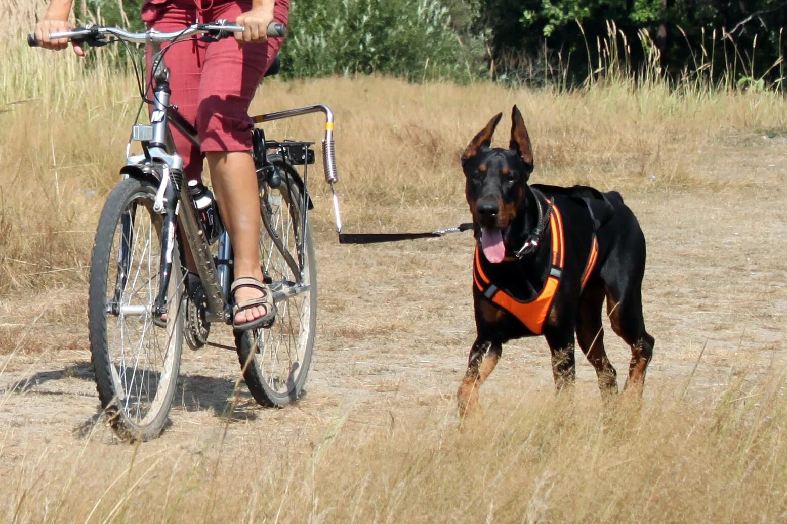 Собака напала на велосипедиста. Собаки гонятся за велосипедистом. Велосипедист с собакой. Почему собаки велосипед. Смешной велосипедист.