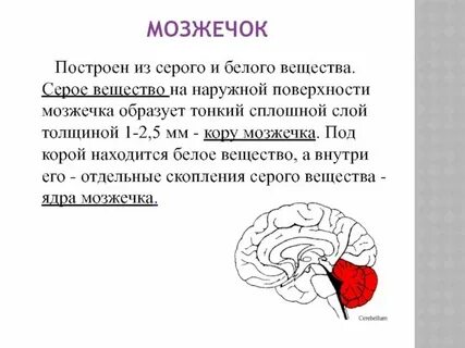 Значение мозжечка в организме человека