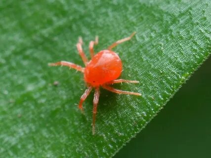 Mite