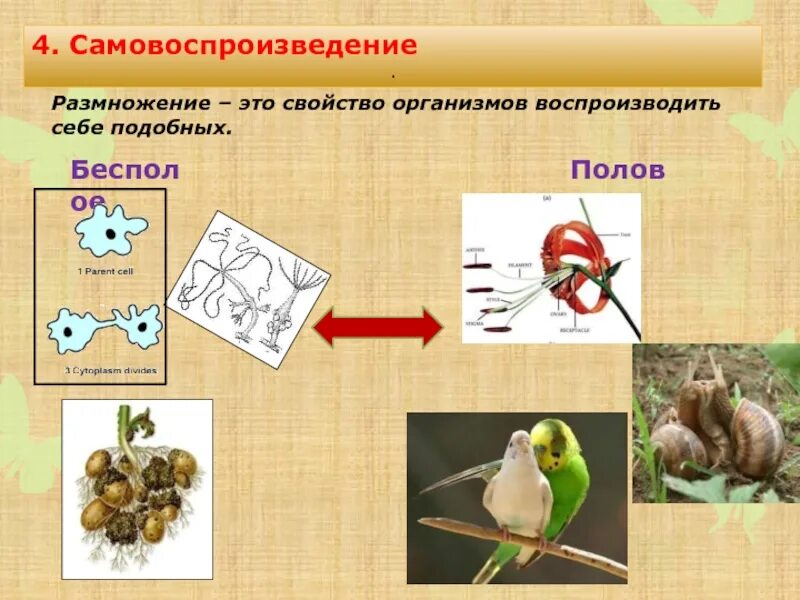 Размножение живых организмов. Размножение самовоспроизведение. Размножение свойство живого. Размножение свойство организмов.