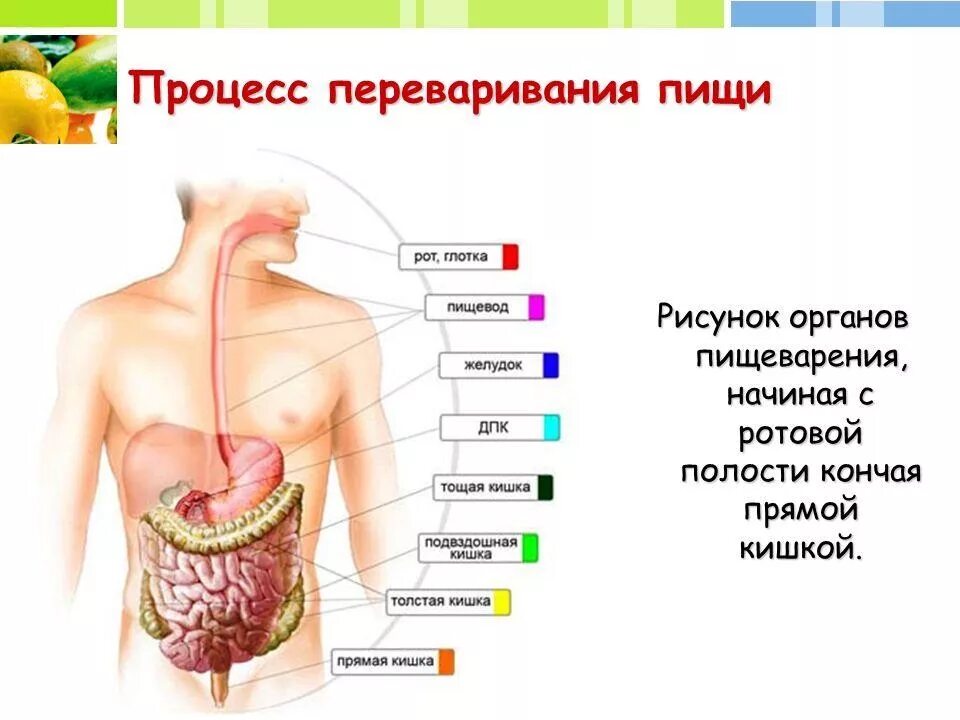 Почему стоит желудок. Процессы переваривания в пищеварительной системы. Процесс переваривания пищи у человека схема. Схема пищеварительного процесса у человека. Где что переваривается в пищеварительной системе.