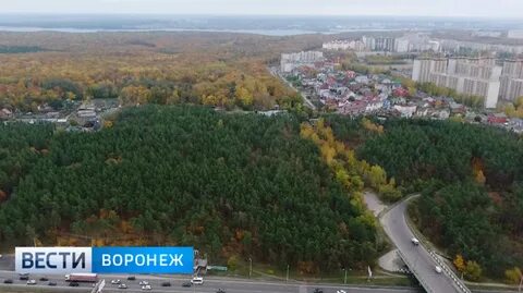 Воронеж лесная поляна массив