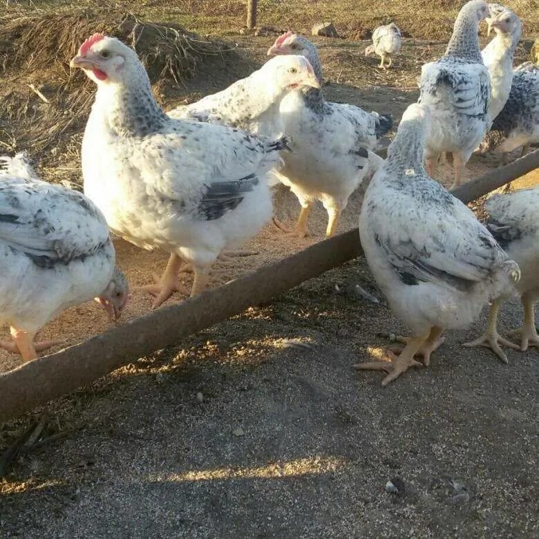 Куры мастер грей: описание и продуктивность породы, фото
