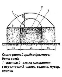 Ширина грядок для огурцов