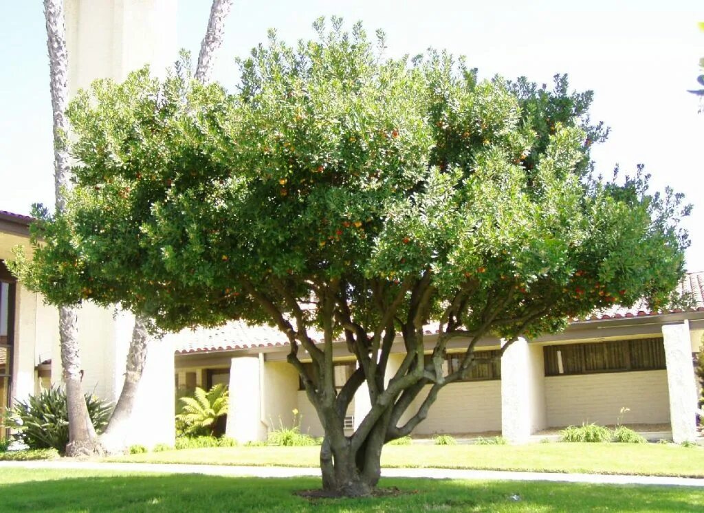 Плод распространенного в средиземноморье вечнозеленого дерева. Arbutus unedo. земляничное дерево крупноплодное. arbutus unedo семена. земляничное дерево италия.