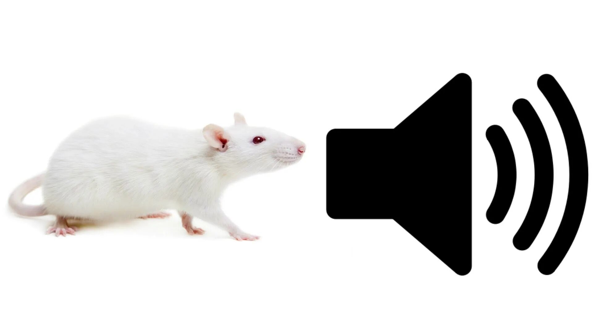 Как пищит мышь звук