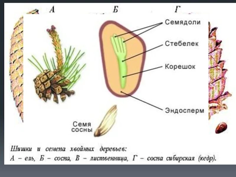 Какого строение семени сосны. Эндосперм семени голосеменных. эндосперм семени сосны обыкновенной:. семена голосеменных строение. строение структуры семени сосны.