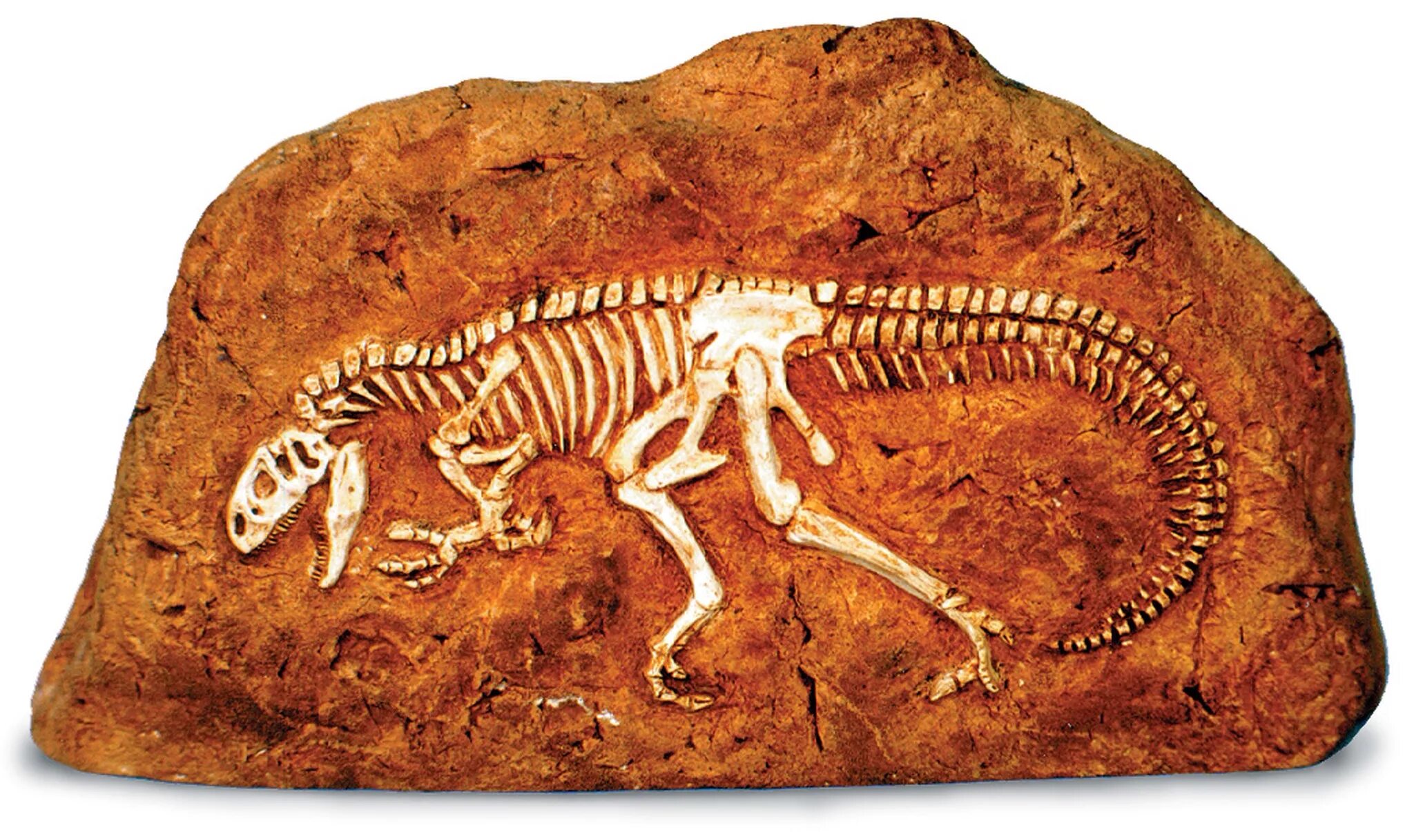 Fossil окаменелости. Allosaurus Fossils. Раскопки окаменелостей динозавров. Окаменелый скелет динозавра.