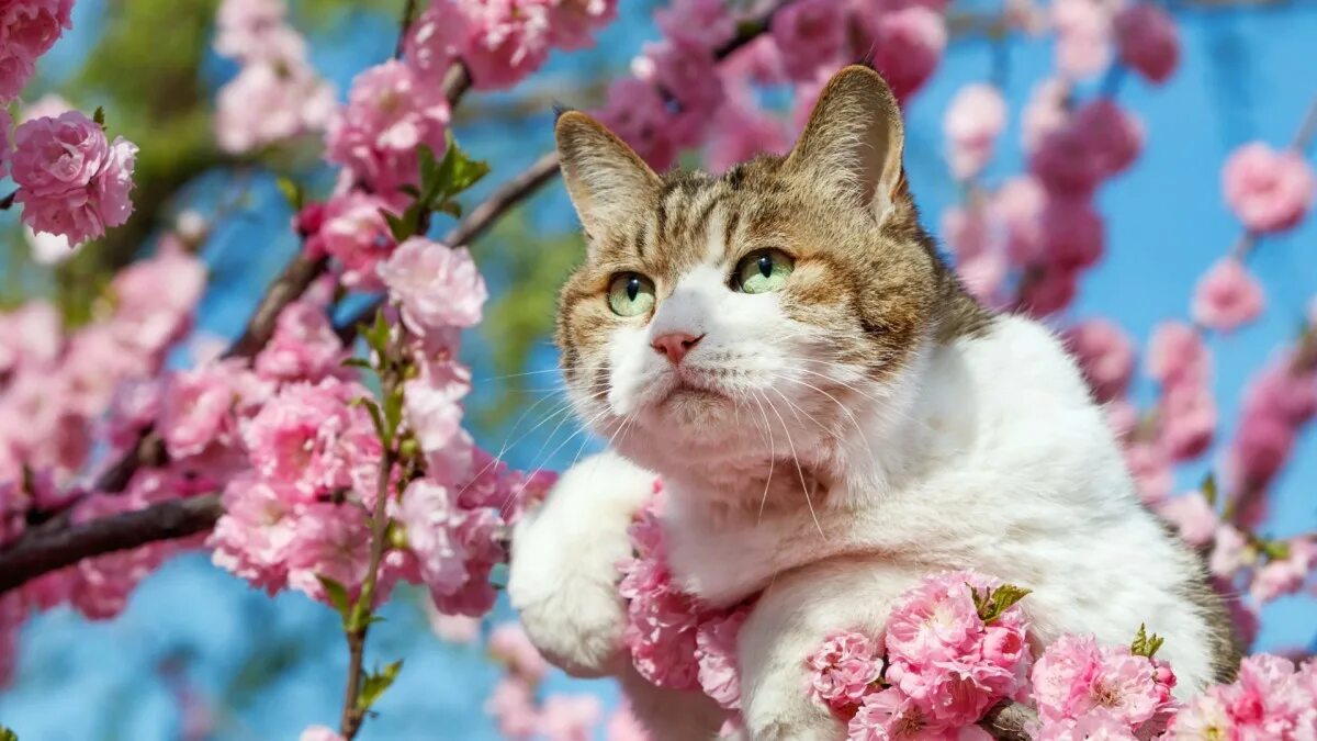 Spring cat show. Кошки весной. Весенний котик.