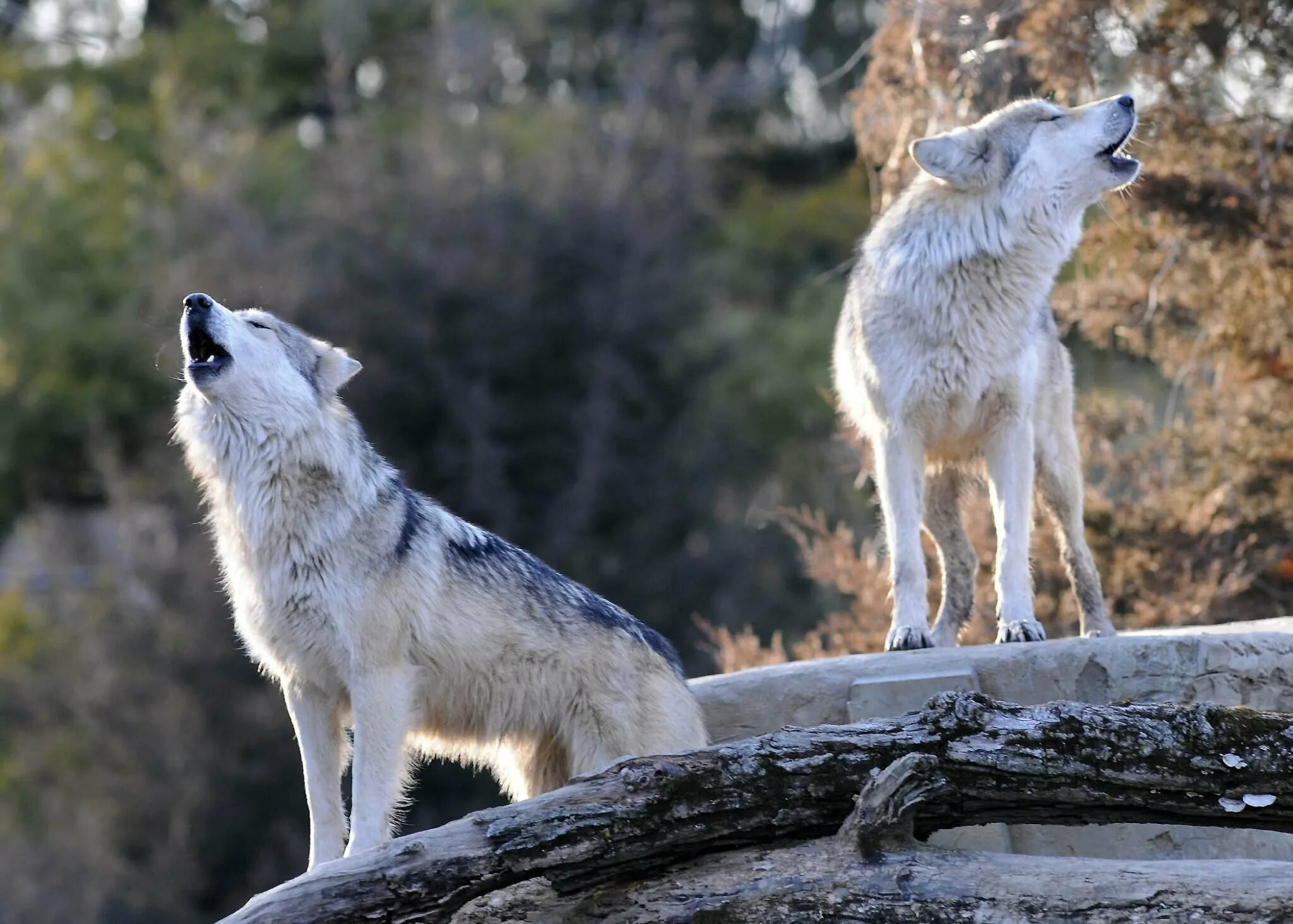 Волк наблюдает. Тундровый волк. Canis Lupus Campestris. Волк скалистых гор. Вой волчонка.