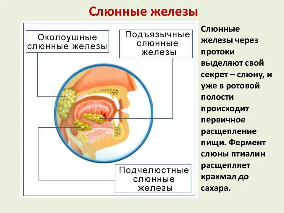 В ротовой полости происходит расщепление