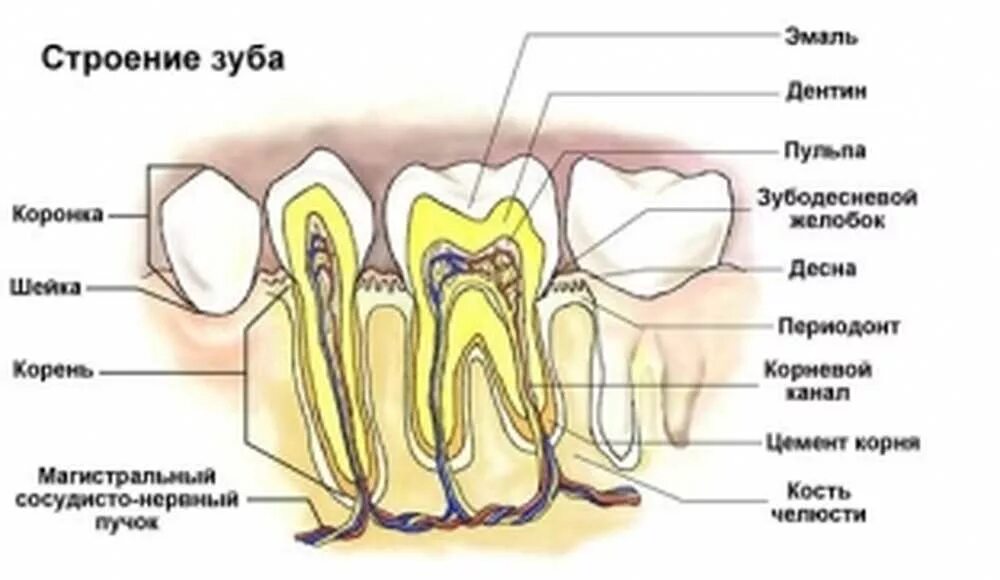 Строение зуба и Десна и кость. Строение зуба коронка эмаль.